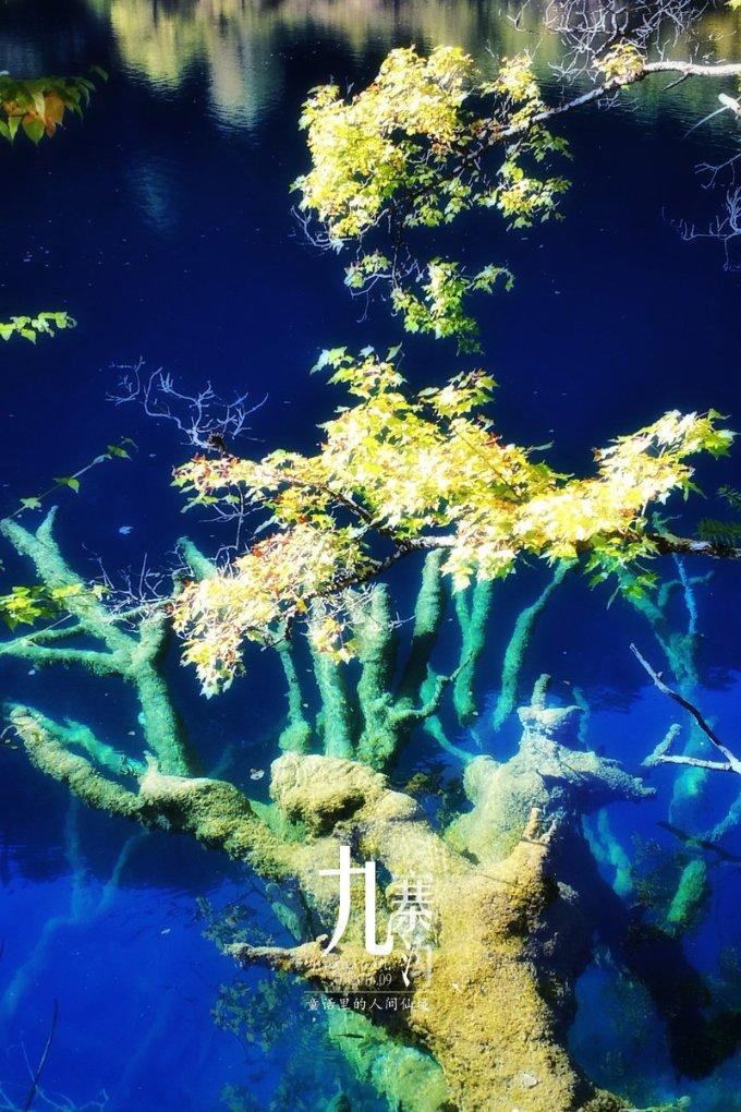 沪江开心词场